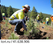 Environmental volunteers plant seedlings of spruce trees on the slopes of the mountains. Generated by AI. Стоковое AI-изображение, AI-художник Ярославский Максим / Фотобанк Лори