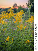 Куст золотарника обыкновенного (Solidago virgaurea) на фоне деревьев и вечернего неба. Стоковое фото, фотограф Сергей Никифоров-Гордеев / Фотобанк Лори