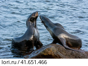 Морские котики на камне. Стоковое фото, фотограф Дмитрий УТКИН / Фотобанк Лори