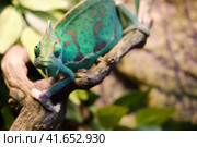 Veiled chameleon (Chamaeleo calyptratus) sitting on the branch, copy space. Стоковое фото, фотограф Андрей Журавлев / Фотобанк Лори
