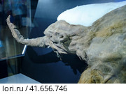 Mummy of a young mammoth Yuka, a female of the woolly mammoth fossil species (Mammuthus primigenius). Found in Yakutia - Days of the Far East, Moscow, Russia, 12 13 2019. Редакционное фото, фотограф Андрей Журавлев / Фотобанк Лори