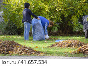 The workers of the municipality collect leaves in the park. Women social workers removed the foliage. (2016 год). Редакционное фото, фотограф Леонид Еремейчук / Фотобанк Лори