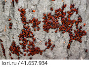 Red bugs bask in the sun on tree bark. Autumn warm-soldiers for beetles. Стоковое фото, фотограф Леонид Еремейчук / Фотобанк Лори