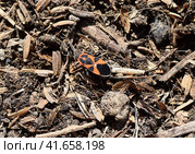 The red bugs. Стоковое фото, фотограф Леонид Еремейчук / Фотобанк Лори