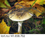 The most dangerous mushroom - a pale toadstool. Deadly poisonous mushroom - Amanita phalloides. Стоковое фото, фотограф Андрей Журавлев / Фотобанк Лори