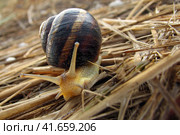Snail crawling on straw, close-up. Visible antennae of the antenna slug. Macro photography of a snail with a house on the dry grass. Стоковое фото, фотограф Андрей Журавлев / Фотобанк Лори