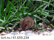 Mouse vole in the grass. Pest control. Rodents controls. Стоковое фото, фотограф Андрей Журавлев / Фотобанк Лори