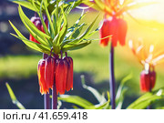 Fritillaria imperialis (crown imperial, fritillary or kaiser crown) is a species of flowering plant in the lily family. Five flowering plants Fritillaria imperialis, close-up. Стоковое фото, фотограф Андрей Журавлев / Фотобанк Лори