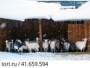 Goats in winter pen. Falling snow and cattle under a canopy. Farm with animals in winter. Стоковое фото, фотограф Андрей Журавлев / Фотобанк Лори
