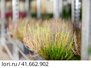 Blooming heather bushes in pots on shelves in plant store. Стоковое фото, фотограф Яков Филимонов / Фотобанк Лори