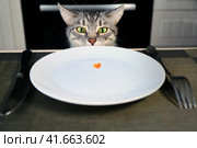 The surprised cat looks at the empty plate with red caviar. Improper nutrition for the animals. The affected pet, unfairly left without food. Blank plate is on the table in the kitchen. Стоковое фото, фотограф Андрей Журавлев / Фотобанк Лори