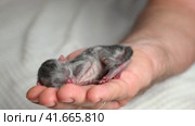 Newborn Kitten on Human Hand. One Week Age Little Kitty Laying, Stretching on Men's Palm. Cute Tiny Baby Kitten. Defenseless Newborn Cat. Sleep Nap Time. Pets at Cozy Home. Love for Animals. 4K. Стоковое видео, видеограф Марина Демидюк / Фотобанк Лори