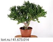 Растение Красула (Crassula ovata hobbit) — домашнее денежное дерево в пластиковом горшке на деревянной подставке. Стоковое фото, фотограф Наталья Сухорукова / Фотобанк Лори