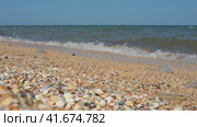 Sea shell beach in sunlight. Shimmering sea wave foams on sand Azov beach. Cerastoderma lamarcki, Hypanis colorata, Anadara inaequivalvis, Mytilus galloprovincialis, gastropods of bivalve molluscs. Стоковое видео, видеограф Юлия Петровская / Фотобанк Лори