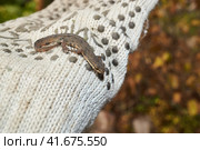 The common newt (lat. Lissotriton vulgaris) seeks for shelter for the winter in the garden. Стоковое фото, фотограф Андрей Жигальцов / Фотобанк Лори