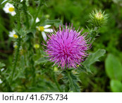 Scottish thistle flower (Onopordum acanthium) on the meadow. Цветок татарника колючего, крупный план. Стоковое фото, фотограф Александр Кузнецов / Фотобанк Лори