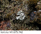 Parmelia sulcata lichen and moss on slag substrate. Лишайник рода Пармелия на шлаковом субстрате. Стоковое фото, фотограф Александр Кузнецов / Фотобанк Лори