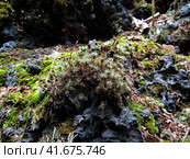 Timmia moss on slag substrate. Мох рода Тиммия на шлаковом субстрате крупным планом. Стоковое фото, фотограф Александр Кузнецов / Фотобанк Лори