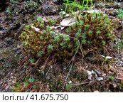 Timmia moss on slag substrate. Мох рода Тиммия на шлаковом субстрате крупным планом. Стоковое фото, фотограф Александр Кузнецов / Фотобанк Лори