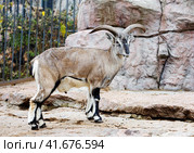 Голубой баран (англ. Bharal), (лат. Pseudois nayaur) Стоковое фото, фотограф Галина Савина / Фотобанк Лори