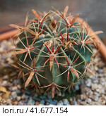 Ferocactus peninsulae and other varieties of cactus in pots. Стоковое фото, фотограф Ирина Вершинская / Фотобанк Лори