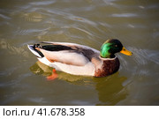 Ducks swimming in the pond. Wild mallard duck. Drakes and female. Стоковое фото, фотограф Леонид Еремейчук / Фотобанк Лори