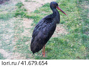 Черный аист (англ. Black Stork) Стоковое фото, фотограф Галина Савина / Фотобанк Лори