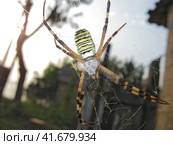 Argiopa Spider on the web. Стоковое фото, фотограф Леонид Еремейчук / Фотобанк Лори