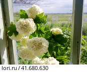 Flowers of a buldenezh. Стоковое фото, фотограф Леонид Еремейчук / Фотобанк Лори
