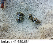 Baby birds of the sandpiper on sand. Стоковое фото, фотограф Леонид Еремейчук / Фотобанк Лори
