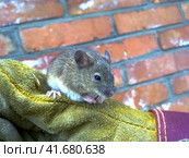 The mice caught by hands. Стоковое фото, фотограф Леонид Еремейчук / Фотобанк Лори