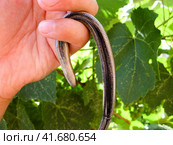 Legless lizard spindle in human hand. Anguis fragilis. Стоковое фото, фотограф Леонид Еремейчук / Фотобанк Лори