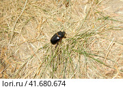 Manure bug in search. Стоковое фото, фотограф Леонид Еремейчук / Фотобанк Лори