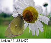 Butterfly on a flower. Pollinator of plants. Lepidoptera. Стоковое фото, фотограф Леонид Еремейчук / Фотобанк Лори
