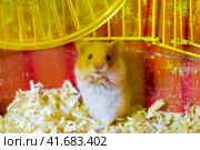 Hamster home in keeping in captivity. Hamster in sawdust. Red hamster. Стоковое фото, фотограф Леонид Еремейчук / Фотобанк Лори