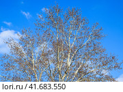 Blooming silver poplar. Silver poplar tree in spring. Poplar. Стоковое фото, фотограф Леонид Еремейчук / Фотобанк Лори