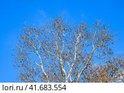 Blooming silver poplar. Silver poplar tree in spring. Poplar. Стоковое фото, фотограф Леонид Еремейчук / Фотобанк Лори