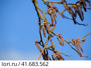 Blooming silver poplar. Silver poplar tree in spring. Poplar. Стоковое фото, фотограф Леонид Еремейчук / Фотобанк Лори