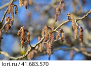 Blooming silver poplar. Silver poplar tree in spring. Poplar. Стоковое фото, фотограф Леонид Еремейчук / Фотобанк Лори