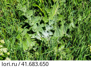 Young plant Onopordum acanthium in the grass. Стоковое фото, фотограф Леонид Еремейчук / Фотобанк Лори