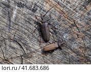 Beetle bark beetle. Imago of an insect. Beetle with long antennae. Стоковое фото, фотограф Леонид Еремейчук / Фотобанк Лори
