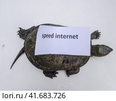 Internet speed. A bad internet symbol. Low download speed. Slow internet. Ordinary river tortoise of temperate latitudes. The tortoise is an ancient reptile. Стоковое фото, фотограф Леонид Еремейчук / Фотобанк Лори