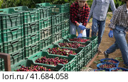 Focused girl farmer working in a fruit nursery stands near crates of freshly harvested cherries and removes leaves from the fruits. Стоковое видео, видеограф Яков Филимонов / Фотобанк Лори