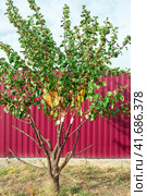 Fruit Tree with summer large growth of apricot scion grafting. Growing fruits by grafting. Стоковое фото, фотограф Коханова Наталья / Фотобанк Лори