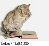 red cat in glasses with a book on a white background close up. Стоковое фото, фотограф Артем Курутин / Фотобанк Лори
