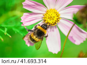 Bumblebee on a flower macro. Bumblebee collects flower nectar. Стоковое фото, фотограф Корнеев Вячеслав / Фотобанк Лори