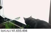 Two cats look out through window at the birds. Domestic cats want to catching bird, attack, scrape the glass. Cute kitty sitting on windowsill. Feline watching bird outside the window. Closeup. Стоковое видео, видеограф Марина Демидюк / Фотобанк Лори