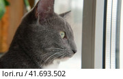 Two cats look out through window at the birds. Domestic cats want to catching bird, attack, scrape the glass. Cute kitty sitting on windowsill. Feline watching bird outside the window. Closeup. Стоковое видео, видеограф Марина Демидюк / Фотобанк Лори