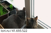 Two cats look out through window at the birds. Domestic cats want to catching bird, attack, scrape the glass. Cute kitty sitting on windowsill. Feline watching bird outside the window. Closeup. Стоковое видео, видеограф Марина Демидюк / Фотобанк Лори