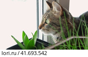 Two cats look out through window at the birds. Domestic cats want to catching bird, attack, scrape the glass. Cute kitty sitting on windowsill. Feline watching bird outside the window. Closeup. Стоковое видео, видеограф Марина Демидюк / Фотобанк Лори